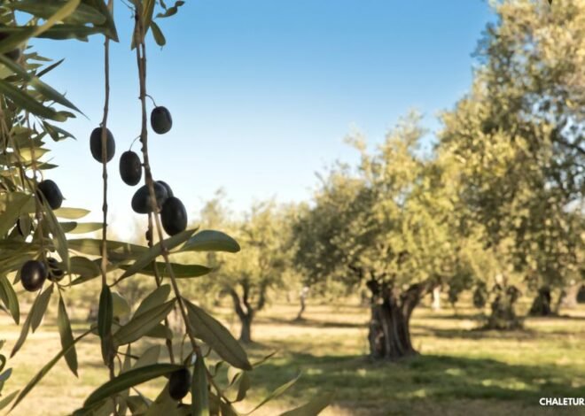 Olive Oil Farm Tour in Teolo Italy: A Farm Tour Adventure