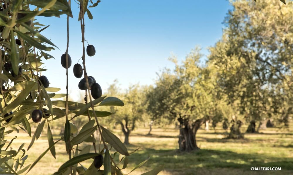 Olive Oil Farm Tour in Teolo Italy: A Farm Tour Adventure